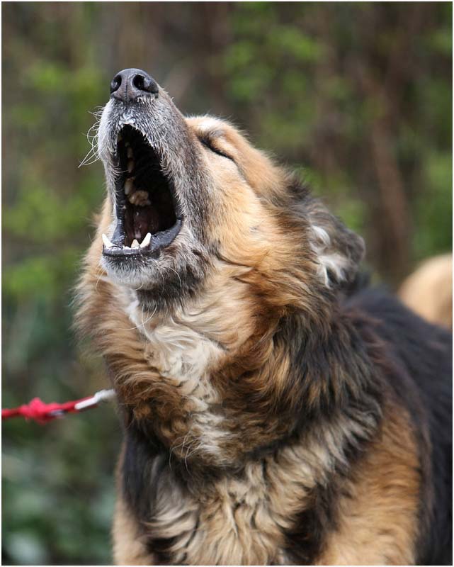 Hund-bellt