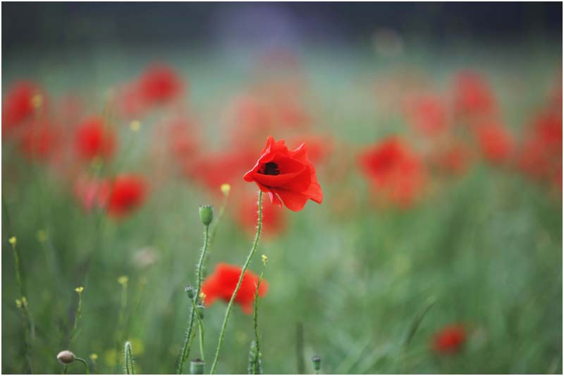 Klatschmohn