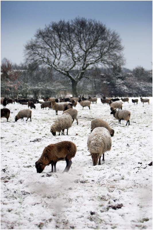 Schafe-im-Schnee