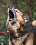 Hund-bellt