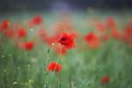 Klatschmohn