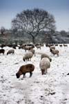 Schafe-im-Schnee